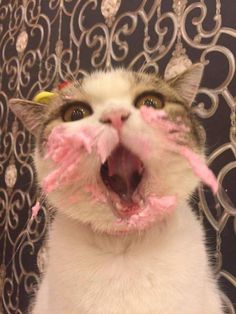 a cat with pink frosting on it's face and mouth