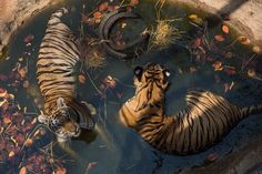 two tigers swimming in a pool of water with leaves on the ground next to them