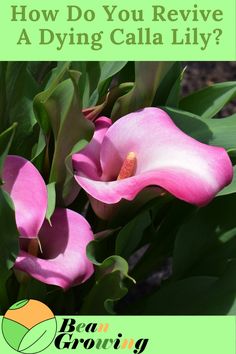 pink flowers with green leaves and the words how do you revve a dying calla lily?