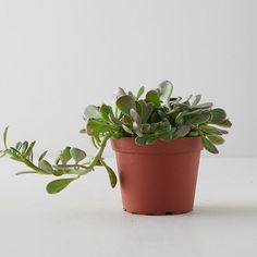 a small potted plant with green leaves