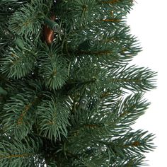 a close up view of a pine tree