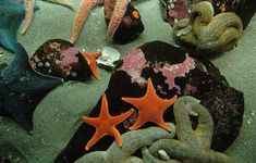 starfish and other marine life on the beach