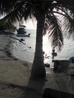 people swimming in the ocean next to a palm tree and boats on the beach at sunset