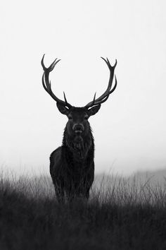 a black and white photo of a deer with antlers