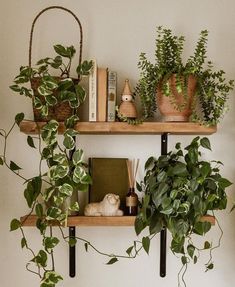 two shelves with plants and books on them, one is filled with houseplants