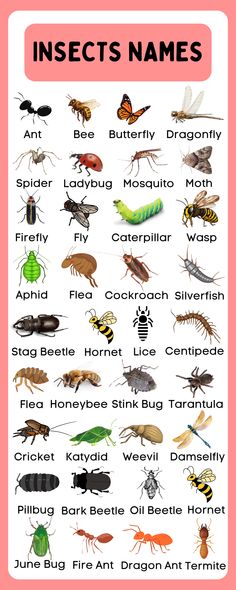 Insects Names in English Insect Names In English, Insects With Names, Insect Identification, Insects Names, Butterfly Dragonfly