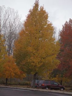 two cars parked on the side of the road in front of trees with yellow and red leaves