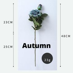 a blue rose is shown in front of a white wall with the words autumn on it