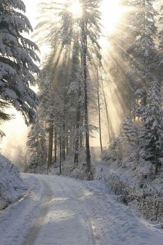 the sun shines through the trees on a snowy road with snow covered ground and pine trees