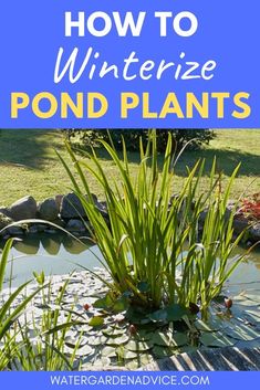 how to winterize pond plants