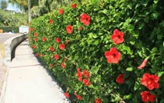 red flowers are growing on the side of a hedge next to a sidewalk and street