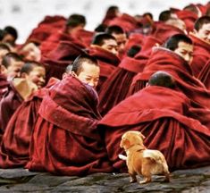 a large group of people in red robes and a dog