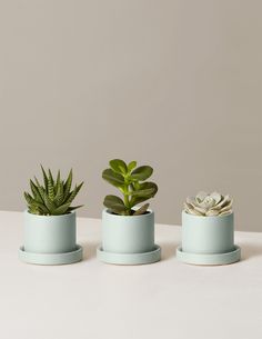 three potted plants sitting on top of a white table