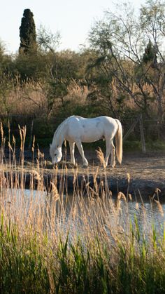 Cheval ranch Camargue, coucher de soleil, sud de la France. Makeup Leger, Camargue Horse, Southern France, France, Collage, Makeup, Pins, Make Up