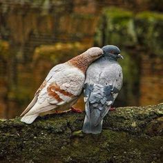 two colorful birds sitting on top of a mossy tree branch in front of a stone wall