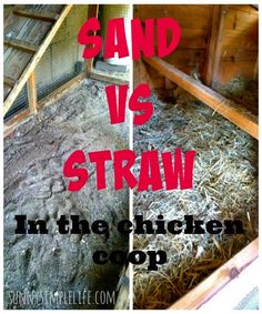 Chicken Coop Sand, Chicken Life, Keeping Chickens, Building A Chicken Coop, Chicken Coop Plans, Backyard Chicken Coops