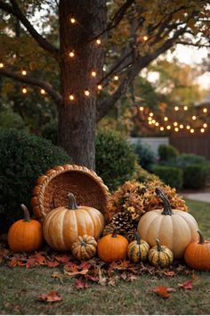 pumpkins and gourds on the ground in front of a tree with lights