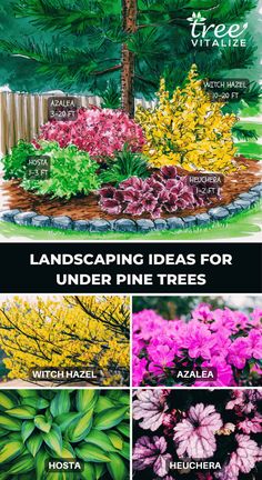 landscaping ideas for under one tree in the garden, including flowers and plants that are easy to grow