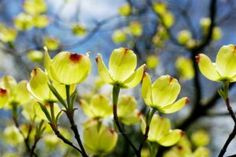 yellow flowers are blooming in the sun