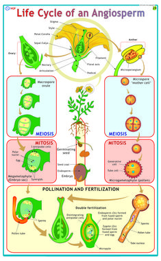 the life cycle of an angiosperm poster is shown in green and yellow