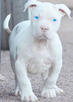 a white puppy with blue eyes standing on the ground