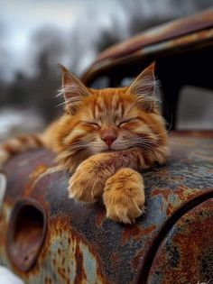 an orange cat sleeping on the hood of a rusted out car with it's eyes closed