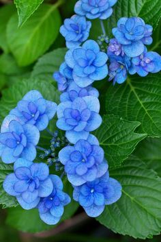 blue flowers with green leaves in the background