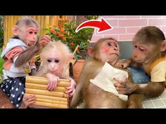 three monkeys sitting on top of each other in front of a brick wall with an arrow pointing