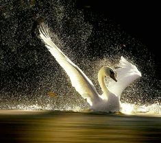 a white swan flaps its wings while swimming in the water with splashes on it's back