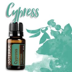 Cupressus Sempervirens, Cypress Essential Oil, Essential Oil Benefits, Red Makeup