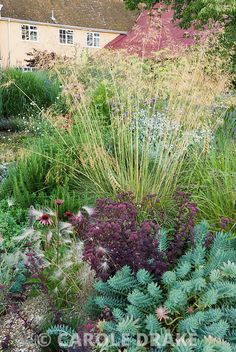 the garden is full of different types of plants and flowers, including grasses, ferns, and other foliage