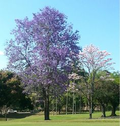 purple flowers are blooming on the trees in this park