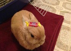 a small brown rabbit sitting on top of a red rug