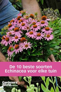 Iemand die een pot vol bloeiende paarse Echinacea in de tuin zet. Herbal Garden, Gardeners World, Flower Garden, Herbs