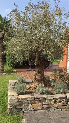 an olive tree is growing in the middle of a stone planter and surrounded by greenery