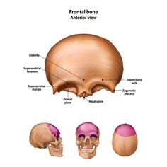 the bones and their major structures are labeled in this diagram, which is what they look like