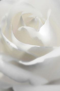 a white rose is shown in close up