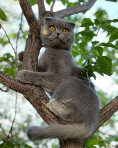 a gray cat sitting on top of a tree branch