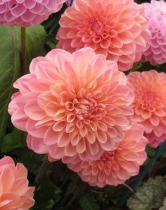 pink flowers with green leaves in the background