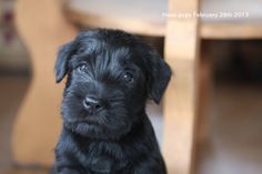 a black puppy sitting on top of a wooden floor next to a table and chair