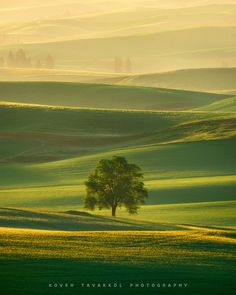 a lone tree stands in the middle of a green field with rolling hills behind it