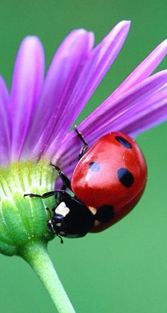 a ladybug sitting on top of a purple flower