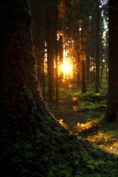 the sun is shining through the trees in the dark forest with moss growing on the ground