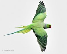 a green parrot flying through the air with its wings spread