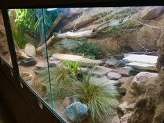 an aquarium filled with rocks and plants next to a wall covered in glass panels that look like they have been built into the side of a cliff