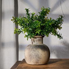 a potted plant sitting on top of a wooden table