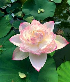 a large pink flower sitting on top of a lush green leaf covered pond filled with water lilies