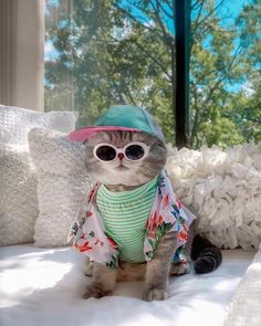 a cat wearing sunglasses and a hat sitting on a couch