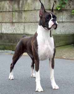 a brown and white dog standing on top of a street