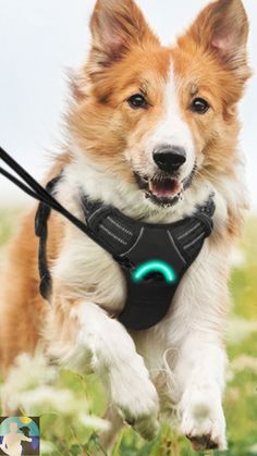 a brown and white dog running in the grass with a leash on it's neck